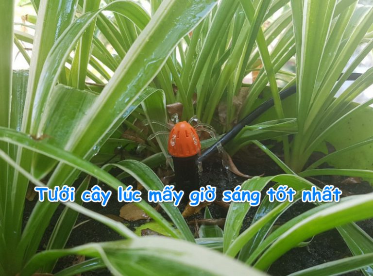 Tưới cây lúc mấy giờ sáng tốt nhất, an toàn nhất