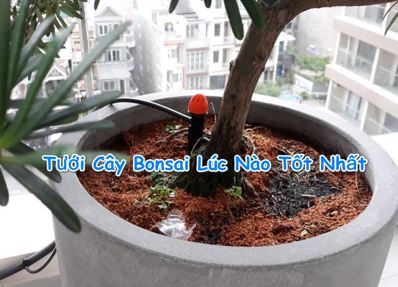 Nên Tưới Cây Bonsai Lúc Nào Tốt Nhất, kỹ thuật chăm sóc cây cảnh 2019