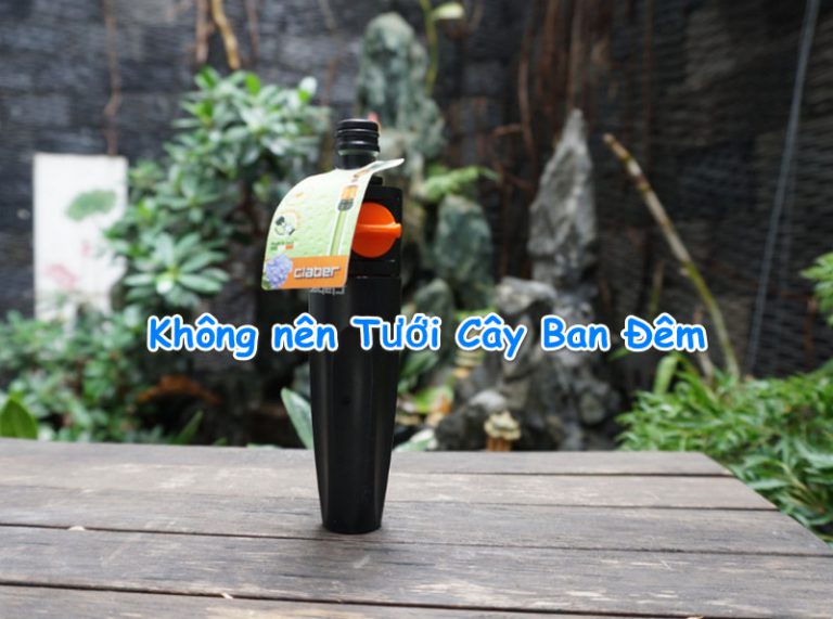 Tưới Cây Ban Đêm, đừng làm nếu không muốn cây bị nấm bệnh