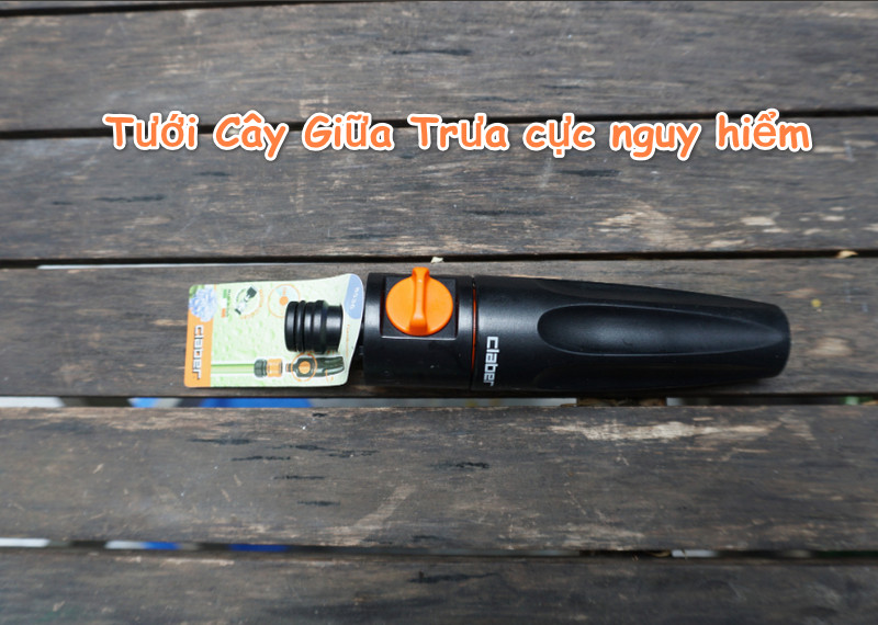 Tưới Cây Giữa Trưa nắng cực nguy hiểm, BẠN NÊN TỪ BỎ NGAY