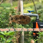 Nguyên tắc vàng khi bạn Tưới Cây Vào Mùa Hè