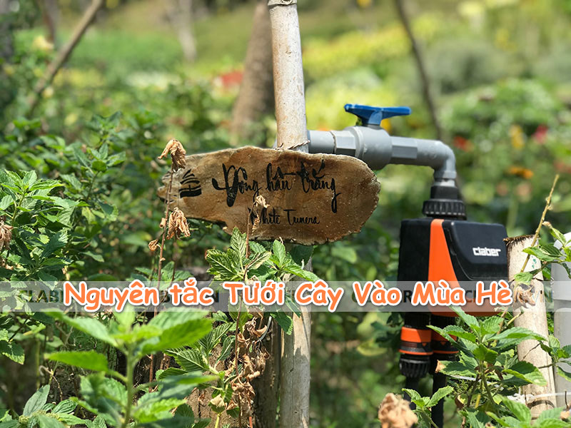 Nguyên tắc vàng khi bạn Tưới Cây Vào Mùa Hè