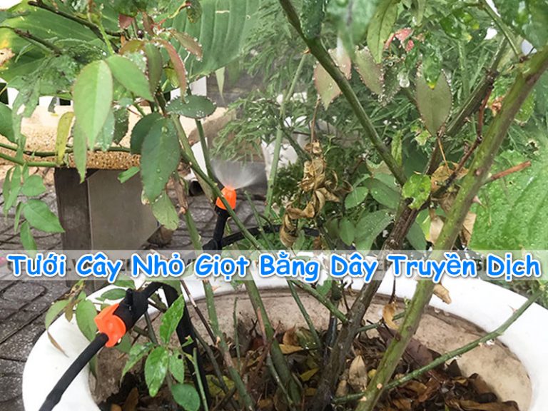 Tự chế thiết bị Tưới Cây Nhỏ Giọt Bằng Dây Truyền Dịch