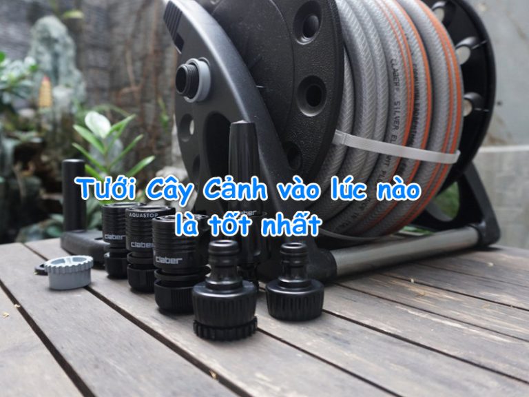 Bật mí Tưới Cây Cảnh vào lúc nào là tốt nhất