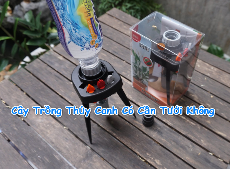 Cây trồng thủy canh có cần tưới nước không, hướng dẫn trồng cây thủy canh tại nhà
