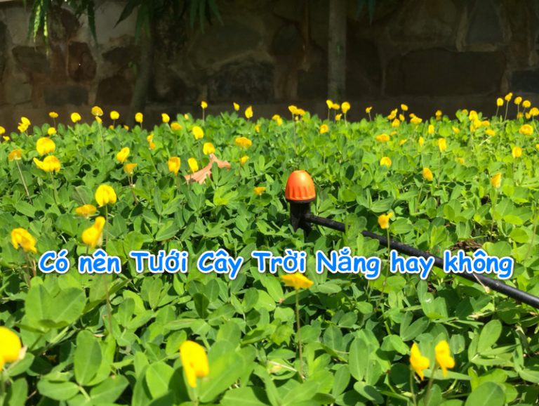 Có nên Tưới Cây Trời Nắng hay không, tưới cây như thế nào là tốt nhất
