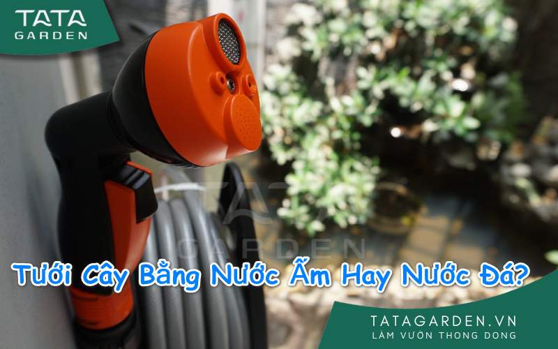 Tưới Cây Bằng Nước Ấm Hay Nước Đá tốt hơn