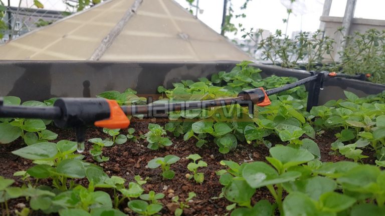 Hệ thống tưới thông minh có gì khác hệ thống tưới tự động thông thường?