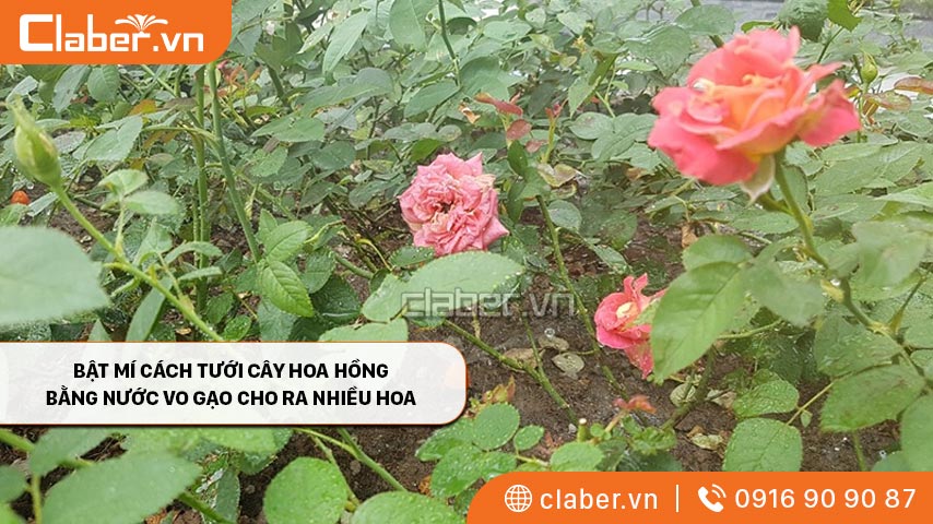 Bật mí cách Tưới Cây Hoa Hồng Bằng Nước Vo Gạo cho ra nhiều hoa