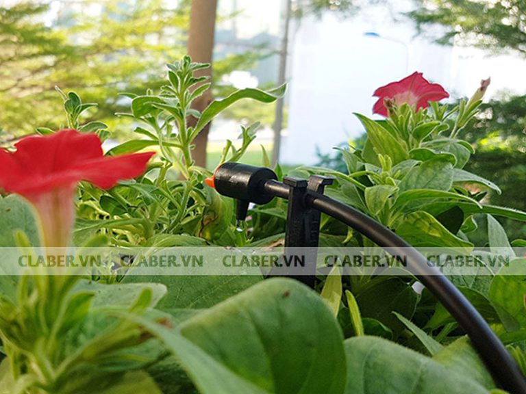 Mách nhỏ cách Tưới Cây An Toàn Ban Đêm đảm bảo cây không bị sâu bệnh