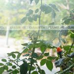 10 lợi ích Tưới Cây Buổi Sáng, bạn có muốn thử không