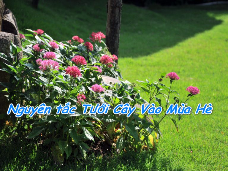 Nguyên tắc vàng Tưới Cây Vào Mùa Hè  nhất định hữu ích cho bạn