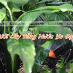 Bật mí cách Tưới Cây Bằng Nước Vo Gạo để qua đêm