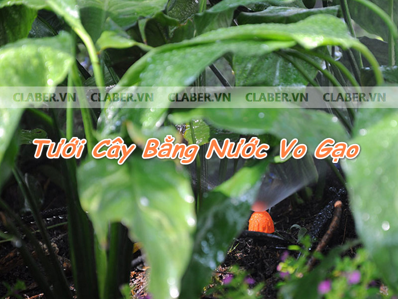 Bật mí cách Tưới Cây Bằng Nước Vo Gạo để qua đêm