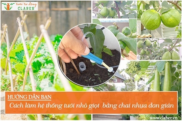 Hướng dẫn bạn cách làm hệ thống tưới nhỏ giọt bằng chai nhựa đơn giản