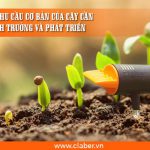 Những nhu cầu cơ bản của cây cần để sinh trưởng và phát triển