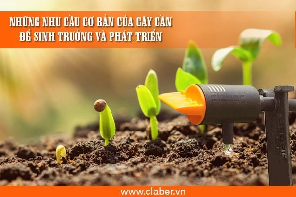 Những nhu cầu cơ bản của cây cần để sinh trưởng và phát triển