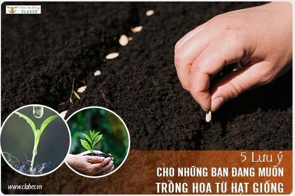 5 lưu ý cho những bạn đang muốn trồng hoa từ hạt giống