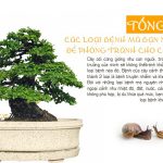 Tổng hợp các loại bệnh thường gặp ở cây cảnh bạn nên biết để phòng tránh