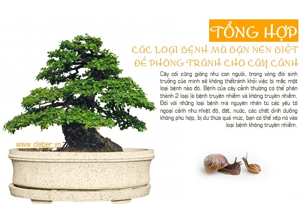 Tổng hợp các loại bệnh thường gặp ở cây cảnh bạn nên biết để phòng tránh