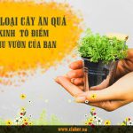 Những loại cây ăn quả nhỏ xinh tô điểm cho khu vườn của bạn