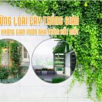 Tổng hợp những loài cây trồng giàn cho không gian vườn nhà thêm bắt mắt