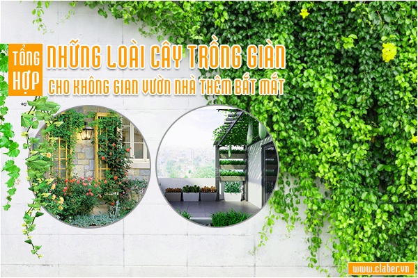 Tổng hợp những loài cây trồng giàn cho không gian vườn nhà thêm bắt mắt