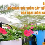 Bí quyết để chăm sóc vườn cây tiểu cảnh của bạn luôn xanh tốt