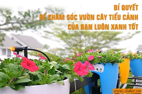 Bí quyết để chăm sóc vườn cây tiểu cảnh của bạn luôn xanh tốt