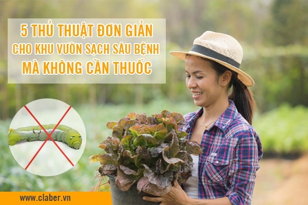 5 thủ thuật đơn giản cho khu vườn sạch sâu bệnh mà không cần thuốc
