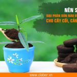 Nên sử dụng loại phân bón nào để chăm sóc cho cây cối, cảnh quan?