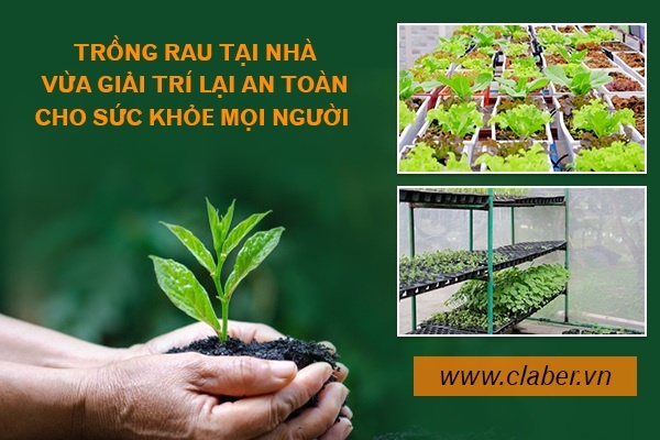 Trồng rau tại nhà – vừa giải trí lại an toàn cho sức khỏe của mọi người