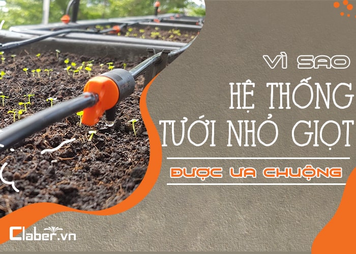 Vì sao hệ thống tưới nhỏ giọt lại được ưa chuộng?