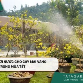 Kỹ thuật tưới nước cho cây mai vàng trong mùa Tết 2024