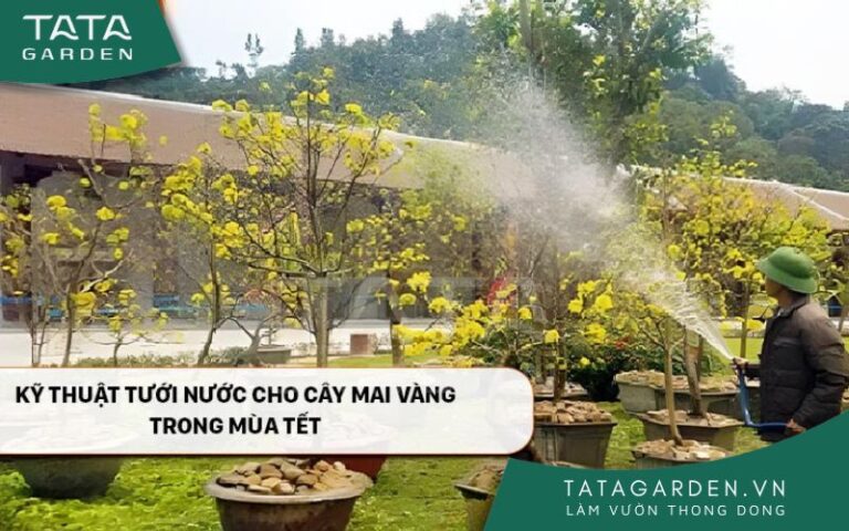 Kỹ thuật tưới nước cho cây mai vàng trong mùa Tết 2024