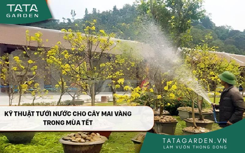 Kỹ thuật tưới nước cho cây mai vàng trong mùa Tết 2024