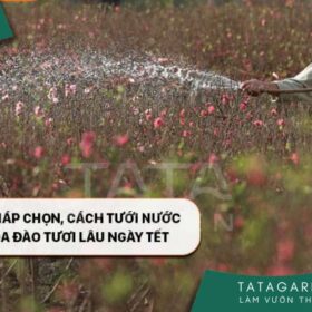 Phương pháp chọn, cách tưới nước và giữ hoa đào tươi lâu ngày Tết