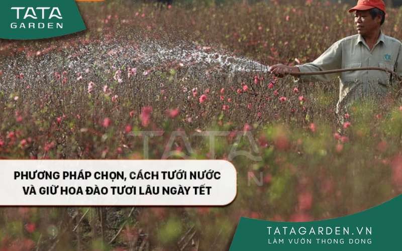Phương pháp chọn, cách tưới nước và giữ hoa đào tươi lâu ngày Tết