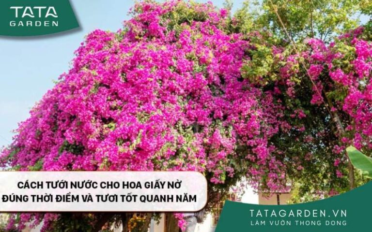 Cách tưới nước cho hoa giấy nở đúng thời điểm và tươi tốt quanh năm