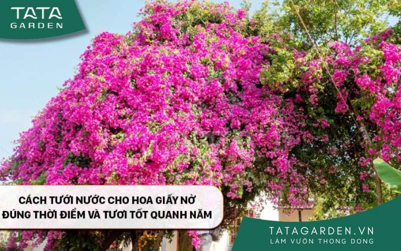 Cách tưới nước cho hoa giấy nở đúng thời điểm và tươi tốt quanh năm