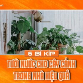 6 bí kíp tưới nước cho cây cảnh trong nhà hiệu quả