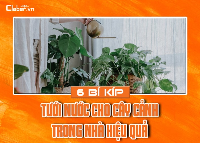 6 bí kíp tưới nước cho cây cảnh trong nhà hiệu quả