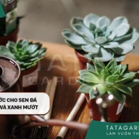 Cách tưới nước cho sen đá luôn tươi tốt và xanh mướt