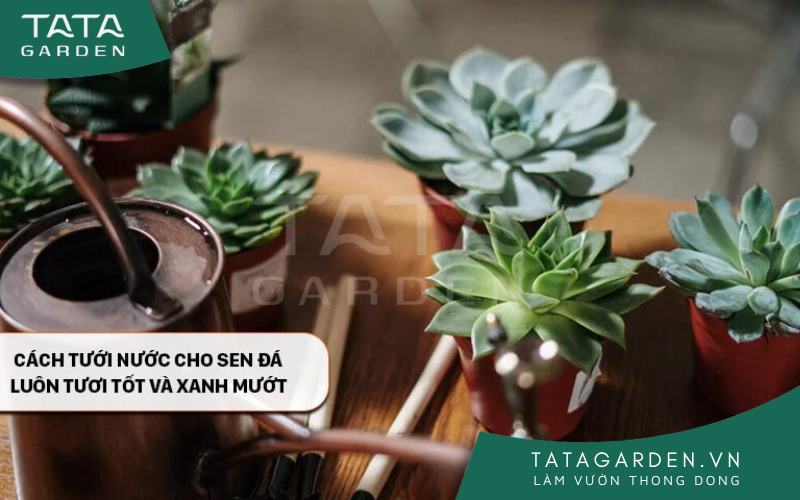 Cách tưới nước cho sen đá luôn tươi tốt và xanh mướt