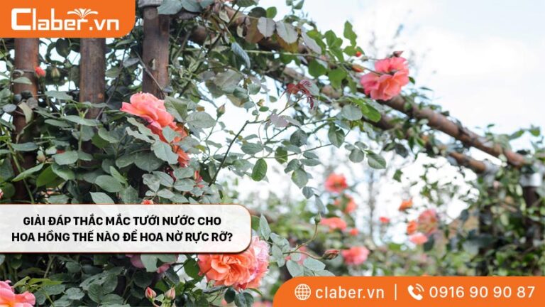 Giải đáp thắc mắc tưới nước cho hoa hồng thế nào để hoa nở rực rỡ?