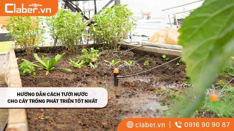 Hướng dẫn cách tưới nước cho cây trồng phát triển tốt nhất