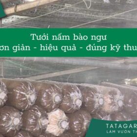 5 nguyên tắc cần nhớ trong cách tưới nước cho nấm bào ngư tiết kiệm và hiệu quả