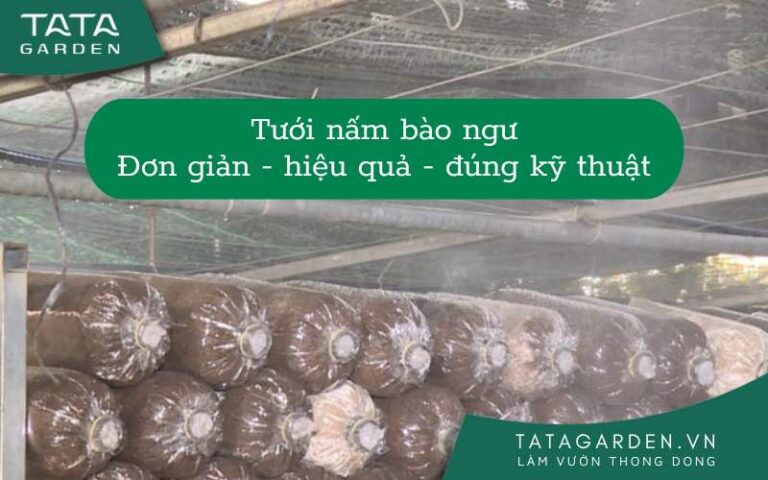 5 nguyên tắc cần nhớ trong cách tưới nước cho nấm bào ngư tiết kiệm và hiệu quả