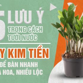 5 lưu ý trong cách tưới nước cây Kim Tiền để bàn nhanh ra hoa, nhiều lộc