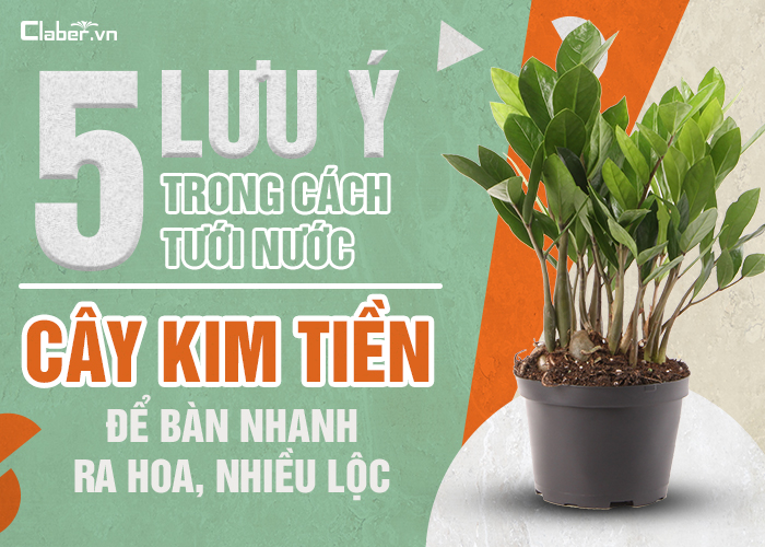 5 lưu ý trong cách tưới nước cây Kim Tiền để bàn nhanh ra hoa, nhiều lộc